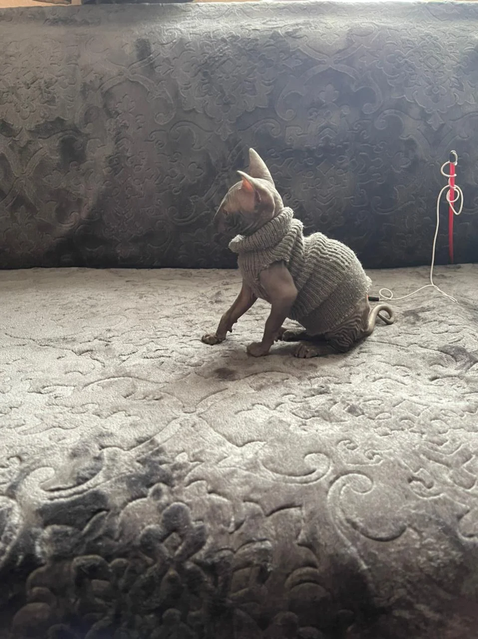 WhatsApp Image 2021-03-13 at 14.28.16.webp