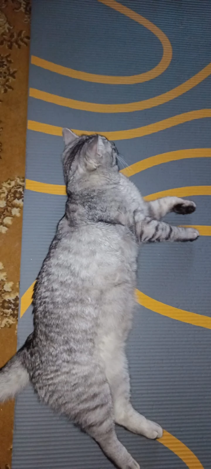 WhatsApp Image 2023-05-06 at 06.37.00.webp