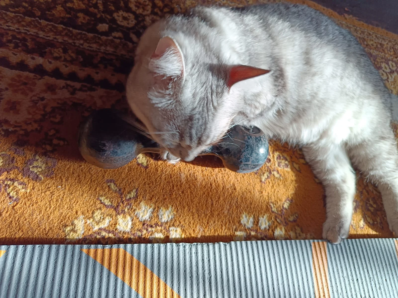 WhatsApp Image 2023-05-11 at 07.14.37.webp