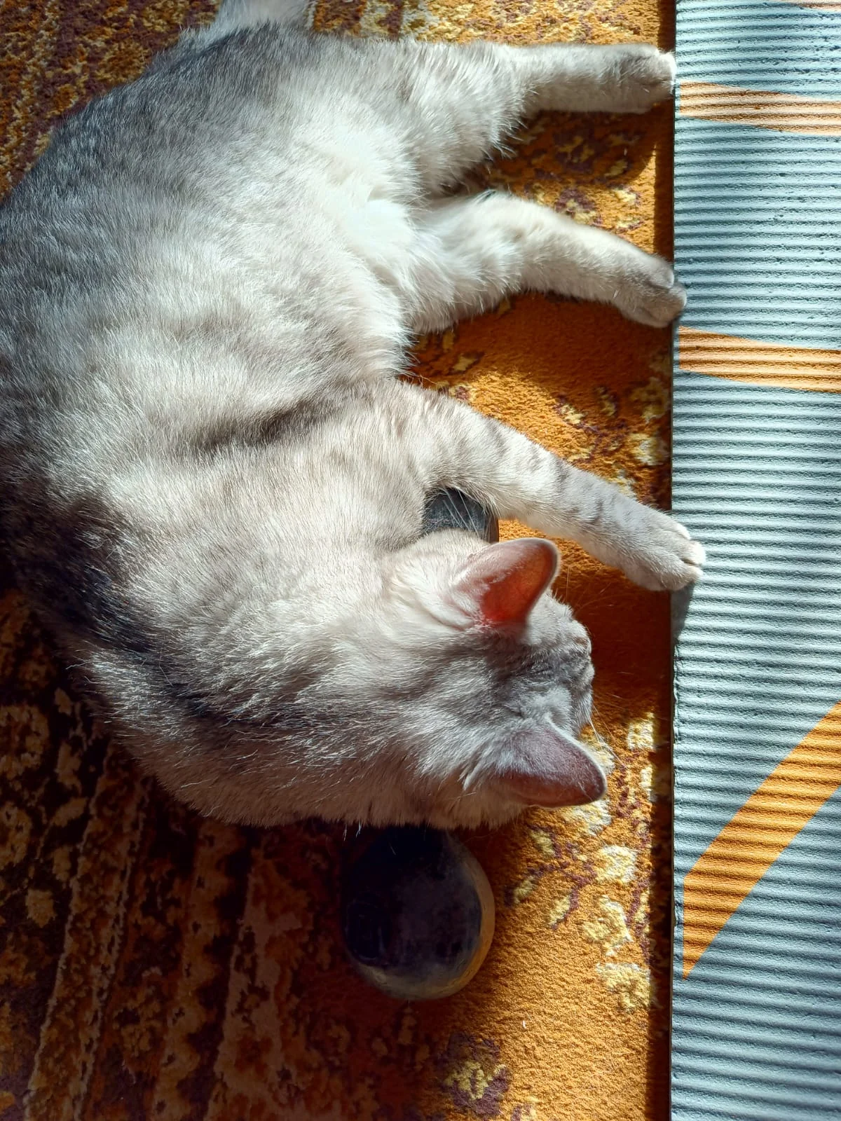 WhatsApp Image 2023-05-11 at 07.17.53.webp