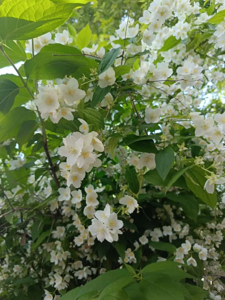 WhatsApp Image 2023-05-31 at 07.02.58.webp