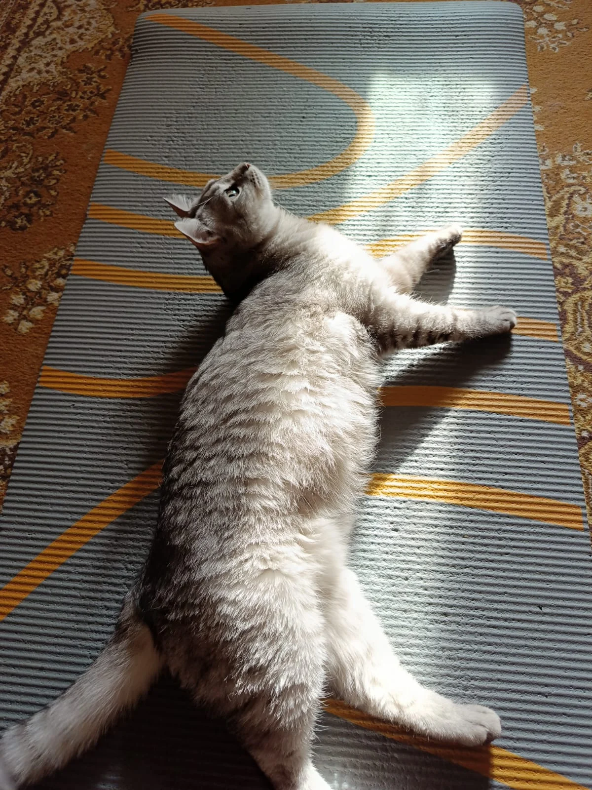 WhatsApp Image 2023-06-06 at 06.53.37.webp