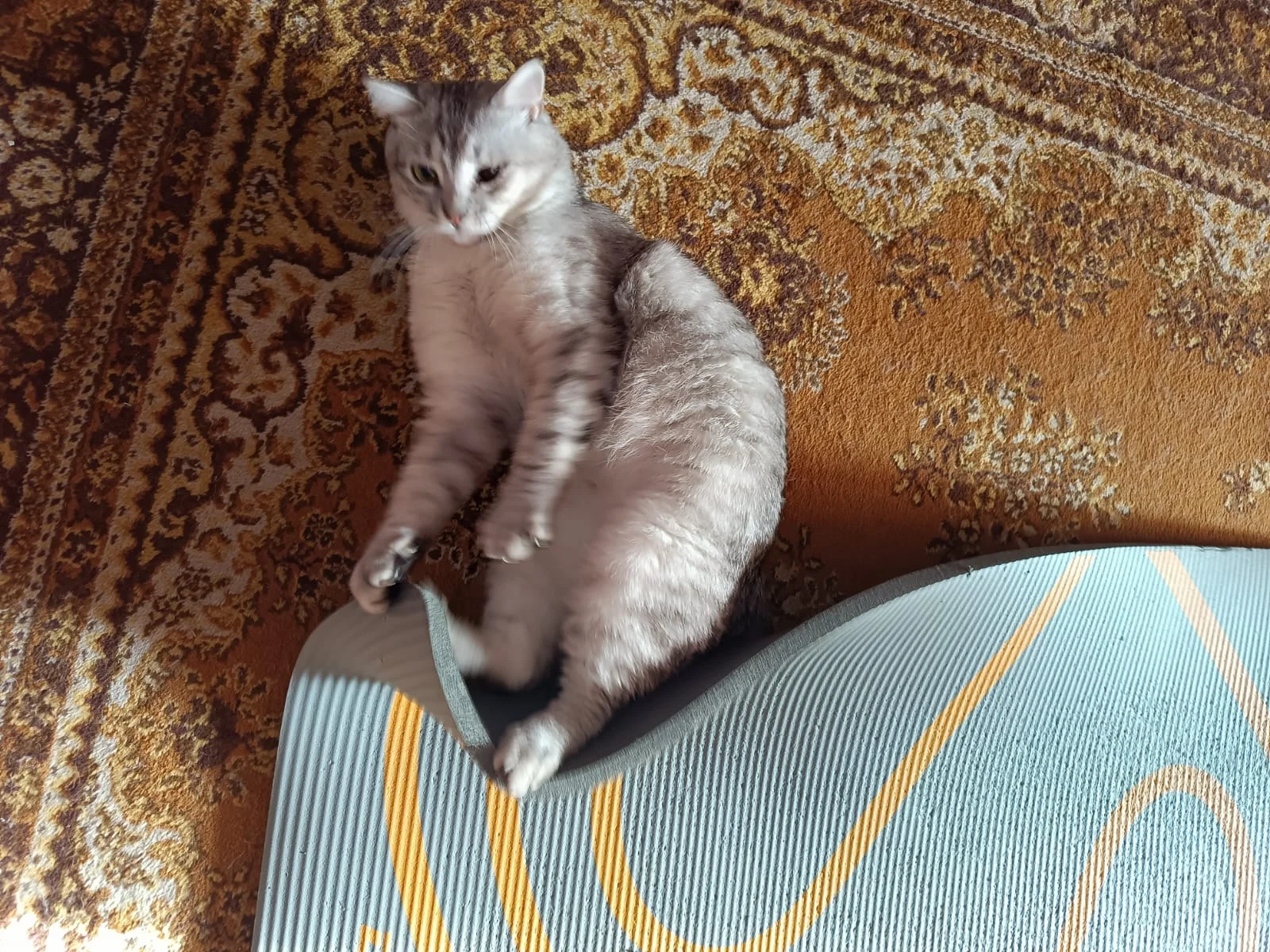 WhatsApp Image 2023-06-22 at 06.23.20.webp