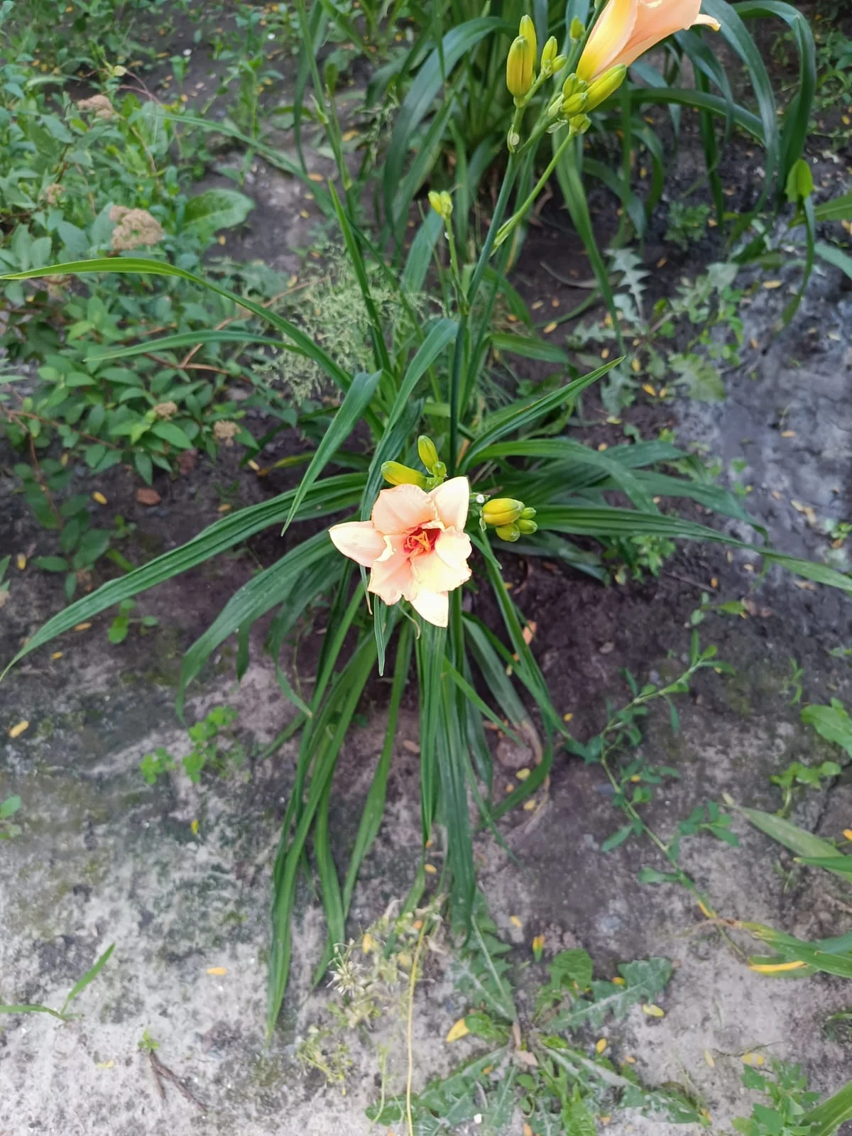 WhatsApp Image 2023-06-22 at 06.30.19.webp