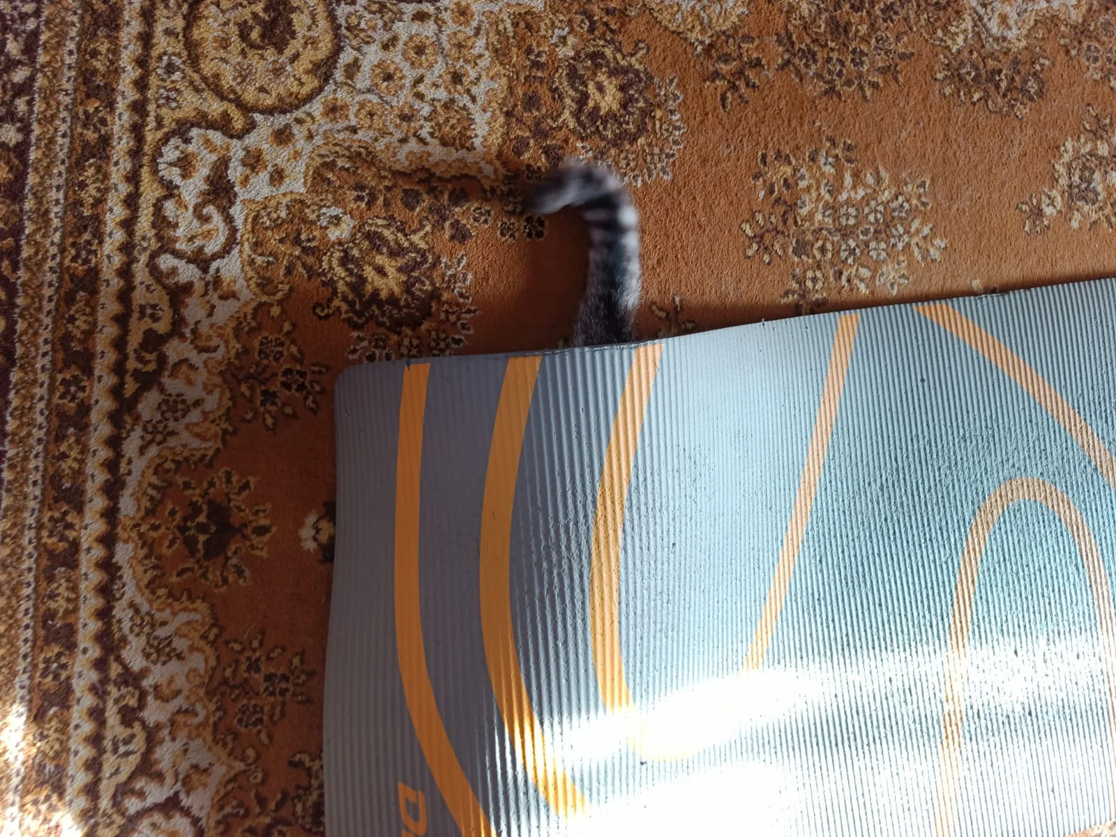 WhatsApp Image 2023-06-23 at 08.38.11.webp