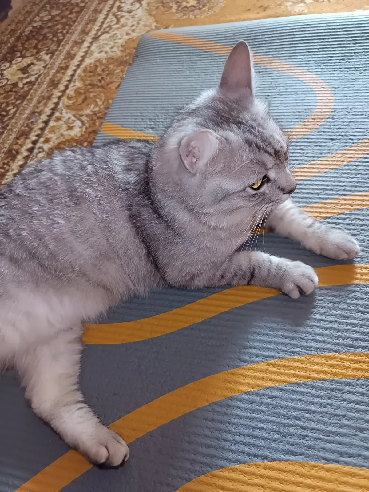 WhatsApp Image 2023-06-26 at 06.06.23.webp