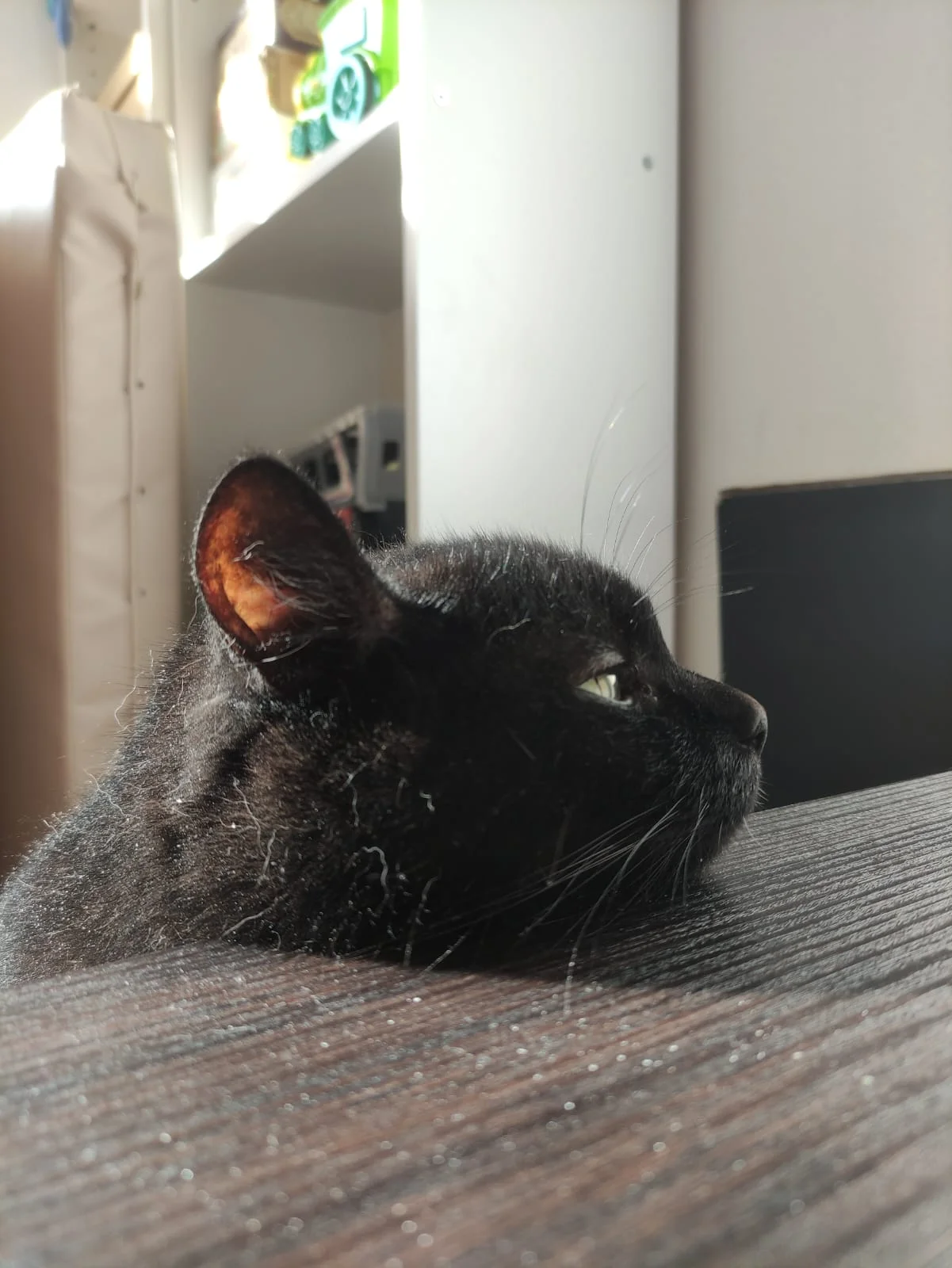 WhatsApp Image 2023-06-27 at 10.15.35.webp