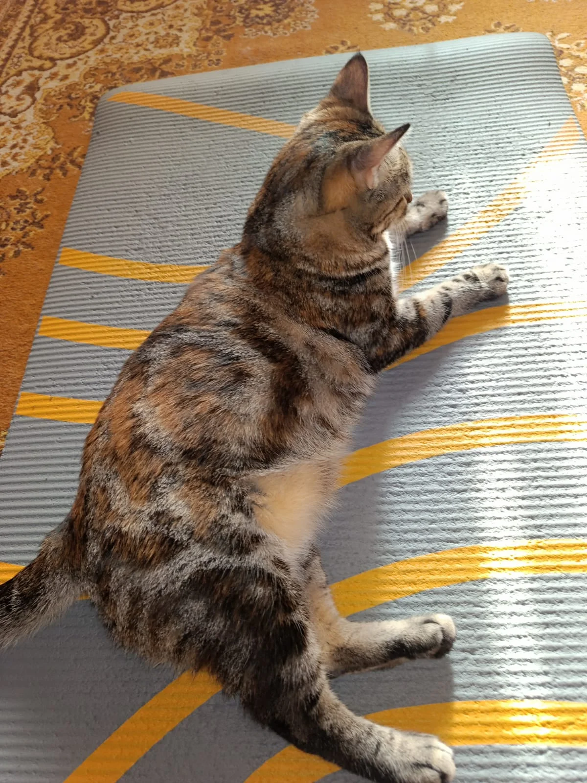 WhatsApp Image 2023-07-03 at 06.44.59.webp