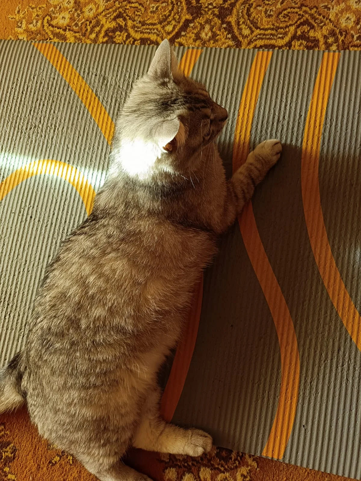 WhatsApp Image 2023-07-05 at 09.43.14.webp