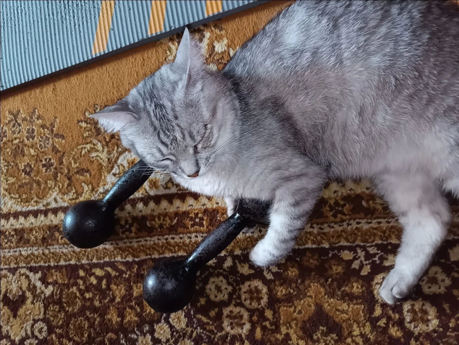 WhatsApp Image 2023-07-10 at 06.52.19.webp