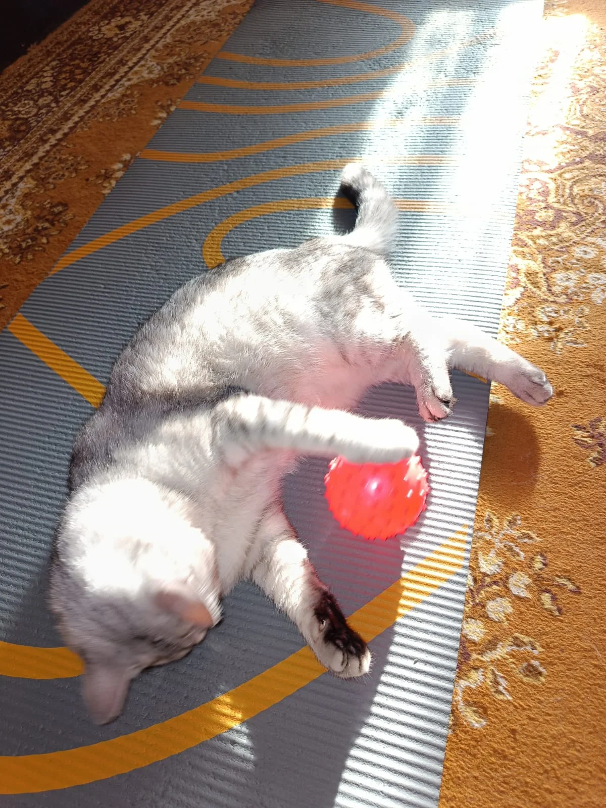 WhatsApp Image 2023-07-12 at 06.33.52.jpeg