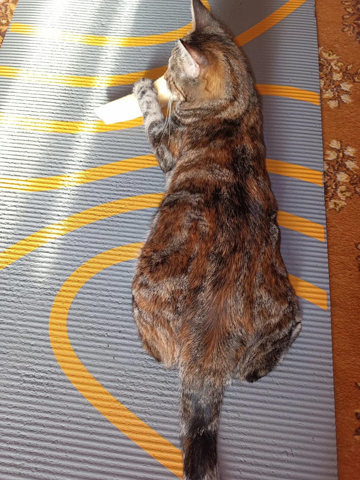 WhatsApp Image 2023-07-25 at 06.52.11.webp