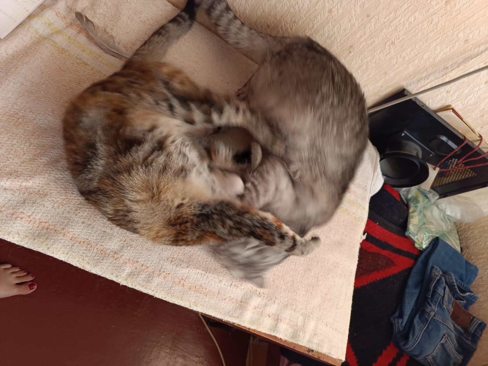 WhatsApp Image 2023-08-04 at 10.47.27.jpeg