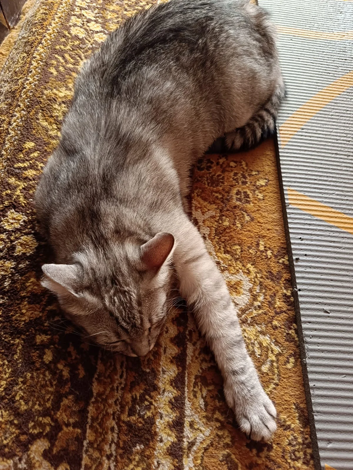 WhatsApp Image 2023-08-06 at 07.48.23.webp