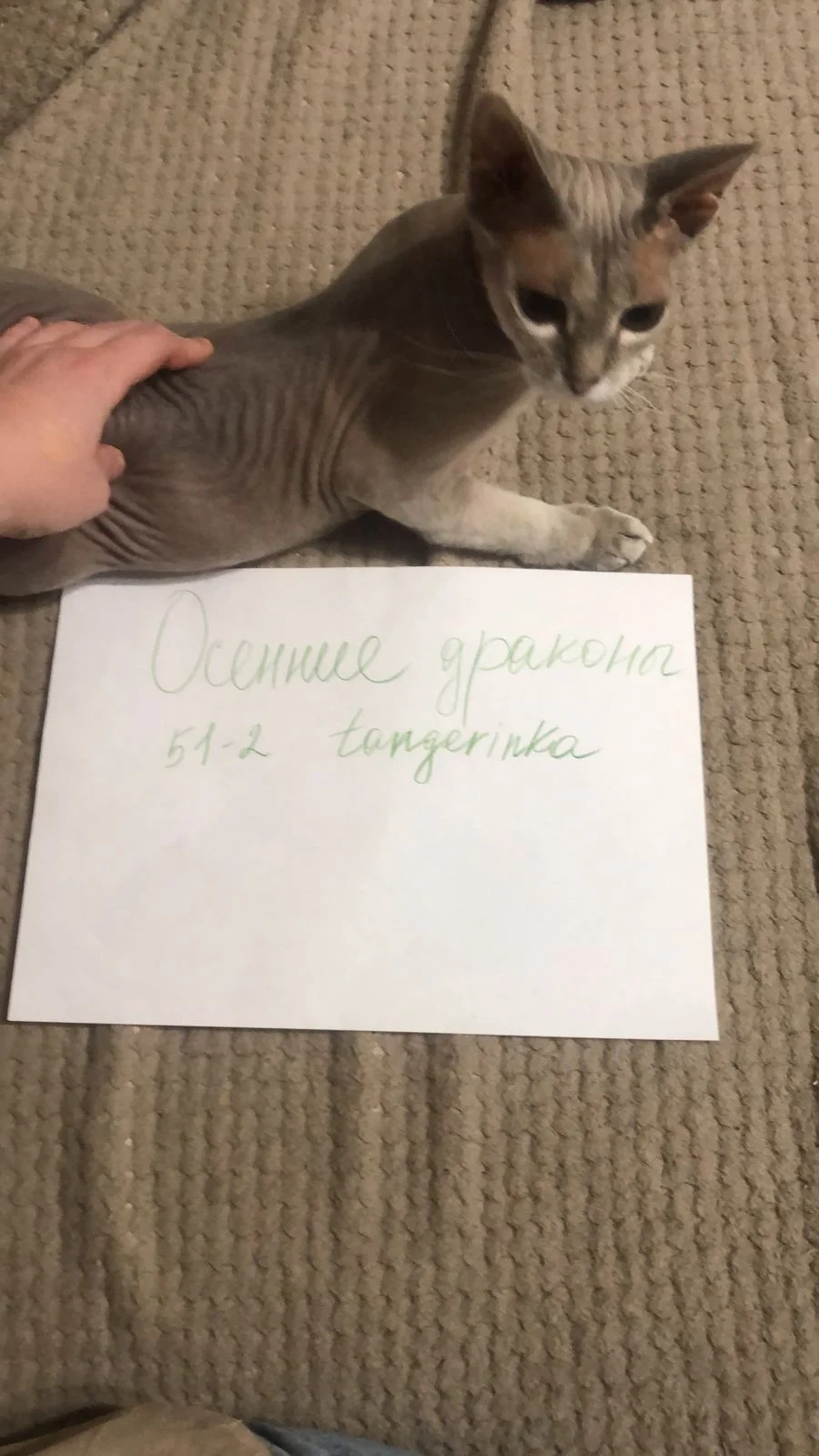 WhatsApp Image 2023-11-03 at 18.04.17.webp