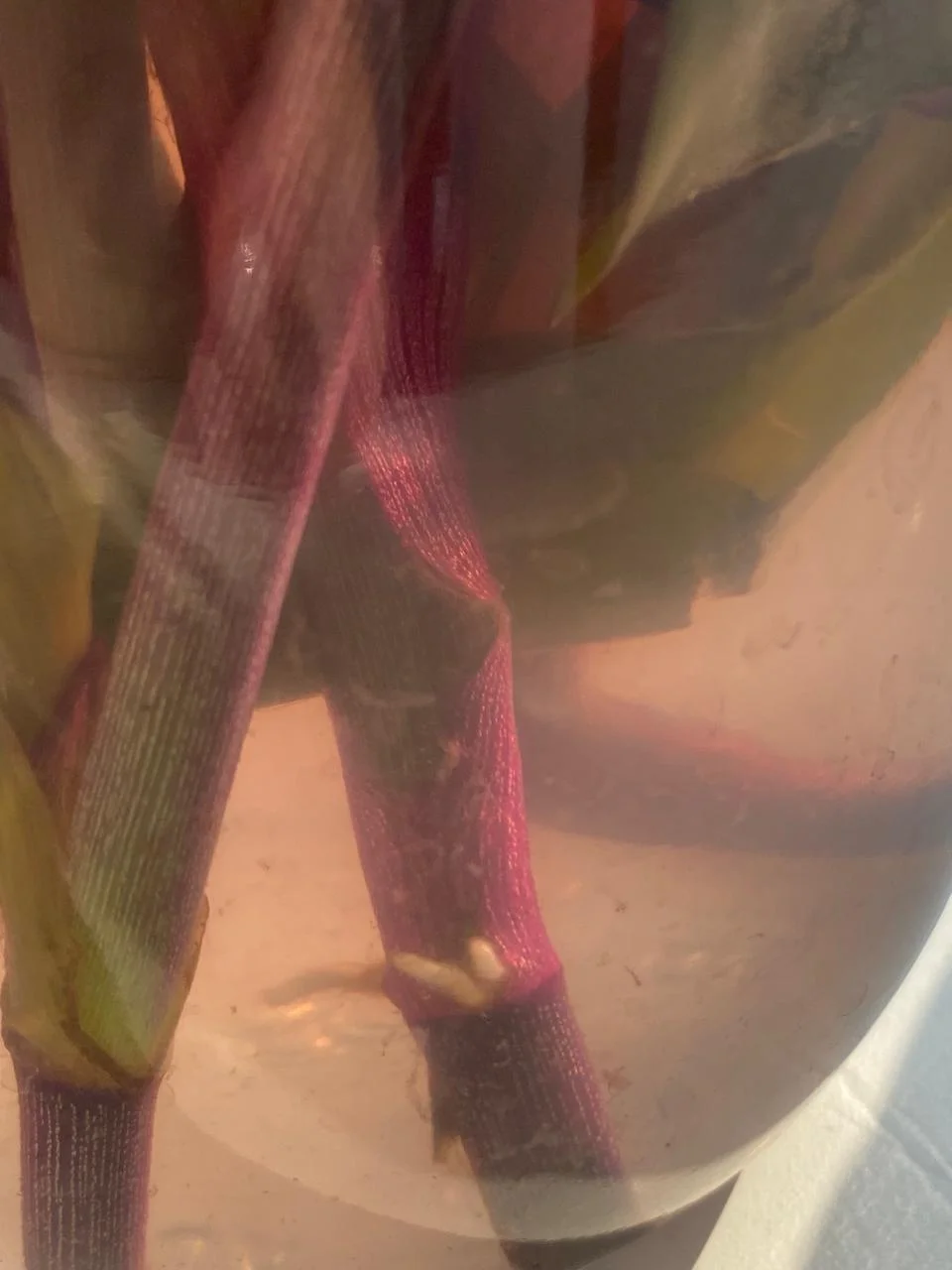 WhatsApp Image 2024-08-28 at 16.01.47.webp