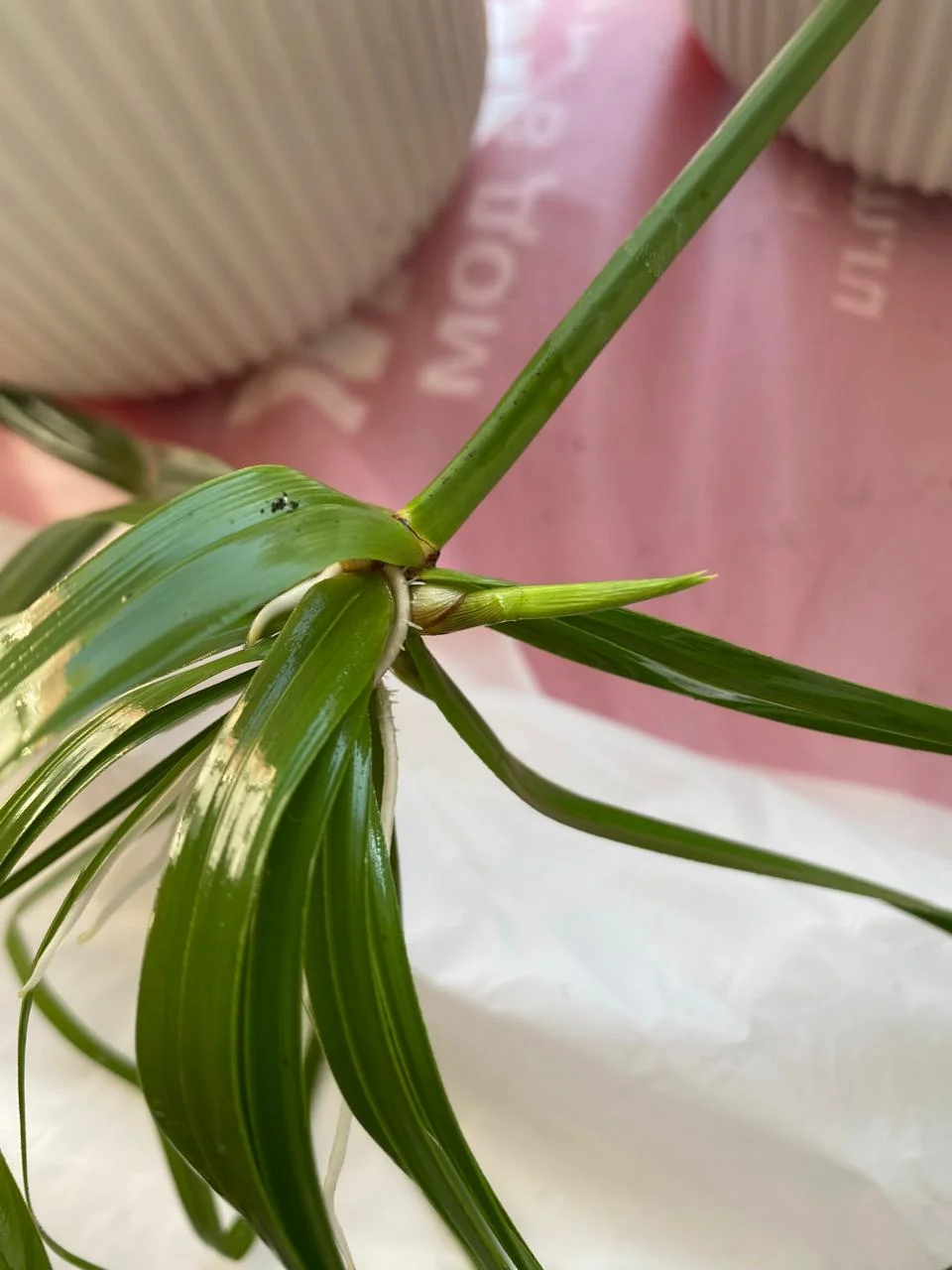 WhatsApp Image 2024-08-29 at 19.38.47 (2).jpeg