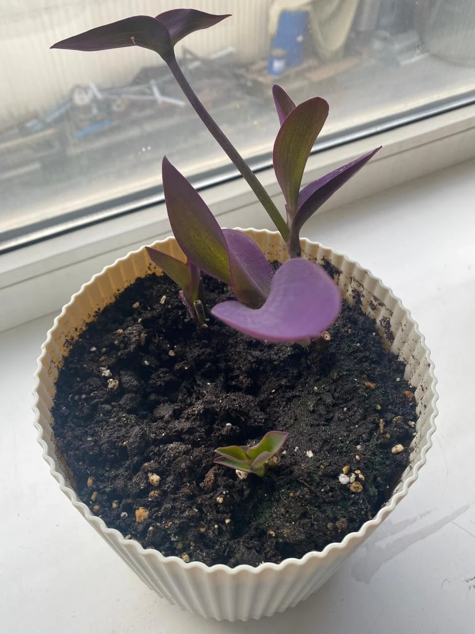 WhatsApp Image 2024-09-19 at 08.25.20 (1).webp