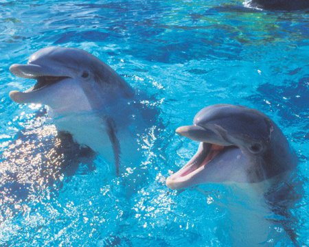 where-do-dolphins-live1.jpg