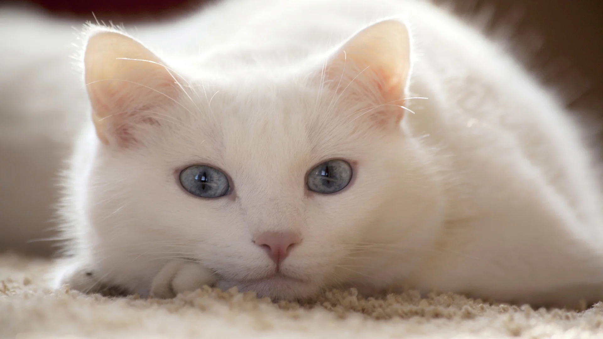 White-Cat.webp