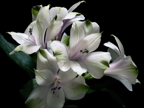 White-lily-flowers-black-background_2560x1920.webp