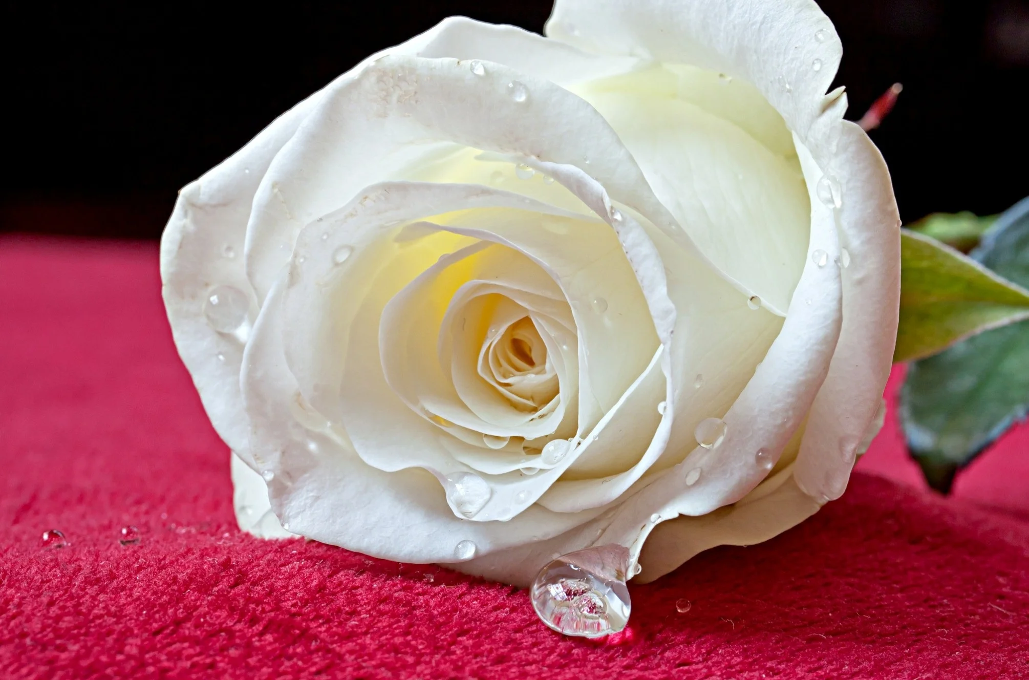 white-rose-and-drops.webp