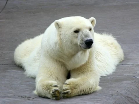 white_bear.webp