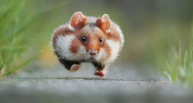 wild-european-hamsters-fb12-640x343.png