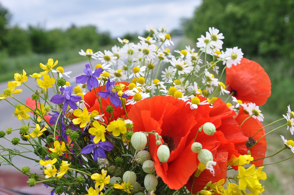 wild-flowers-849401_960_720.jpg