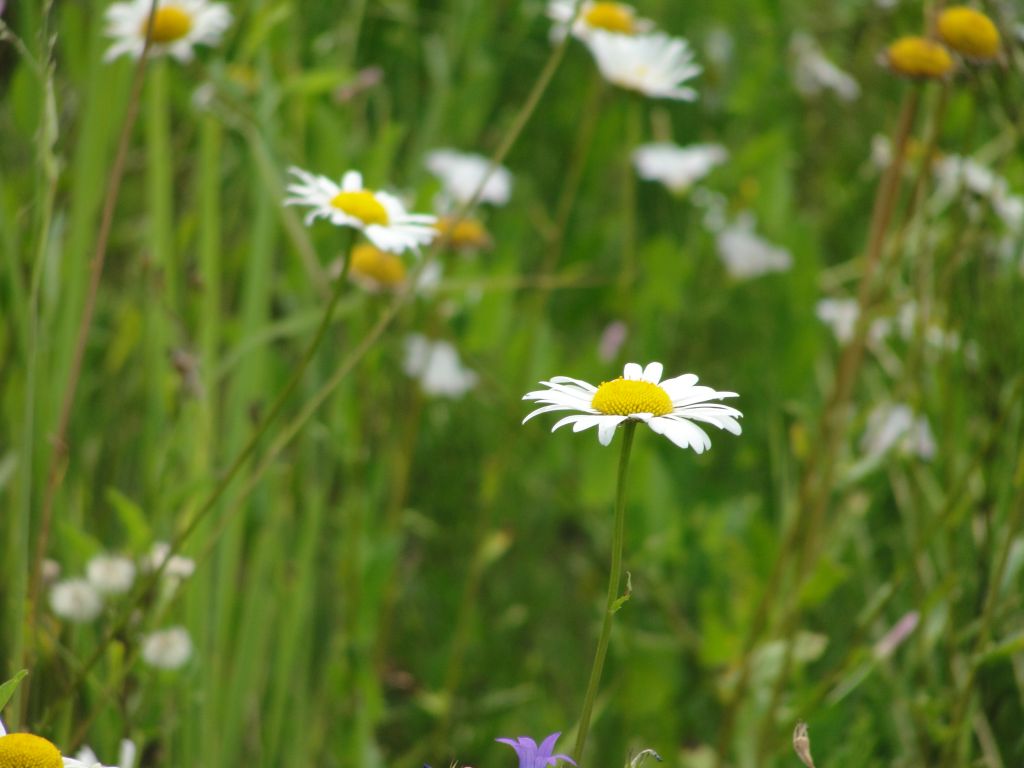 wildflowers3.JPG