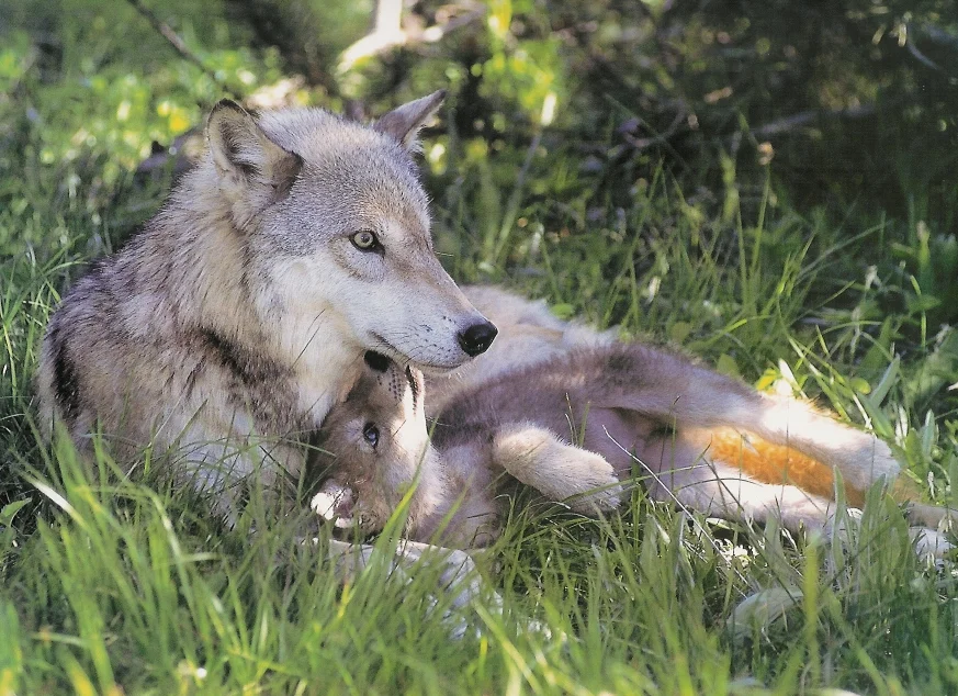 wolf_mother_by_lordwolfgang.webp