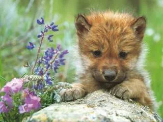 wolfflowers.webp
