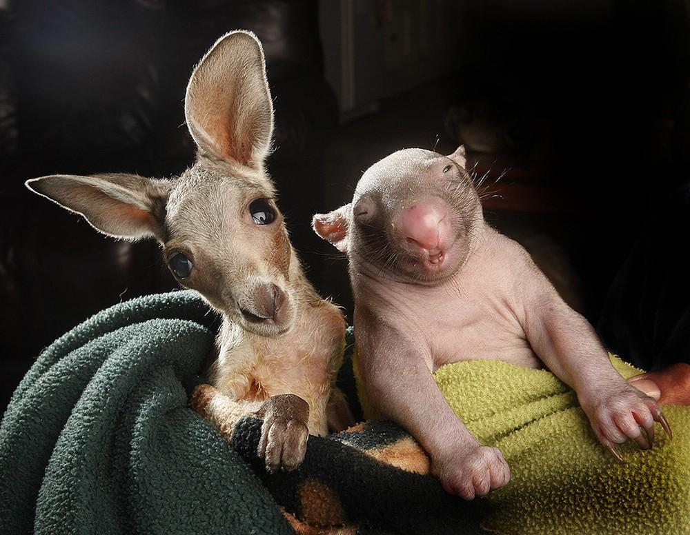 WombatKangaroo04.jpg