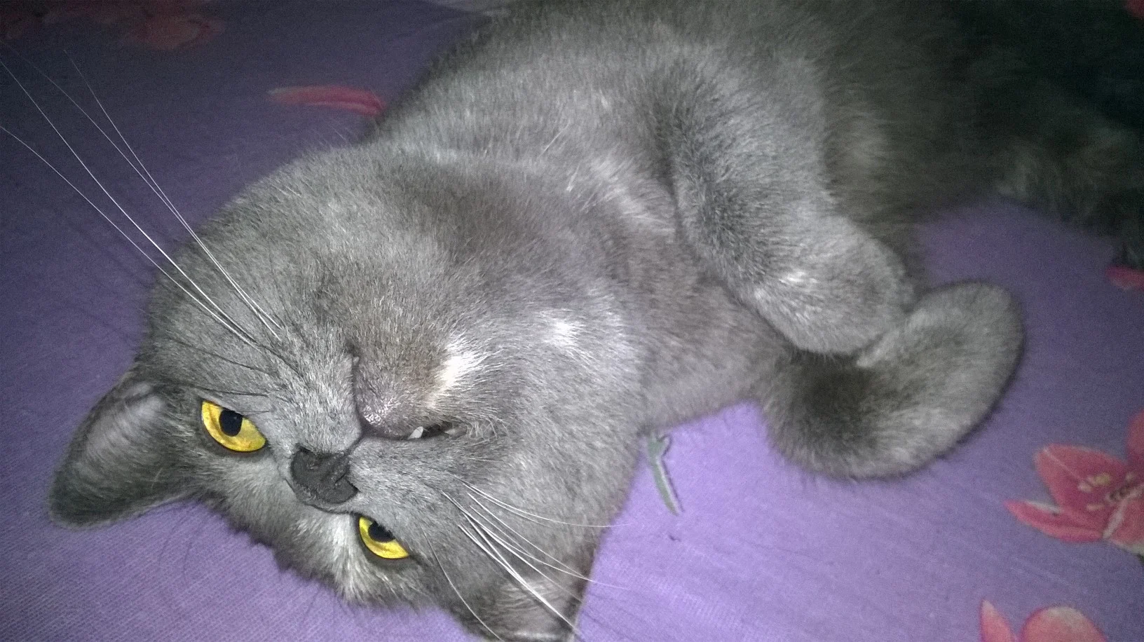 WP_20151209_23_46_05_Pro (1).webp