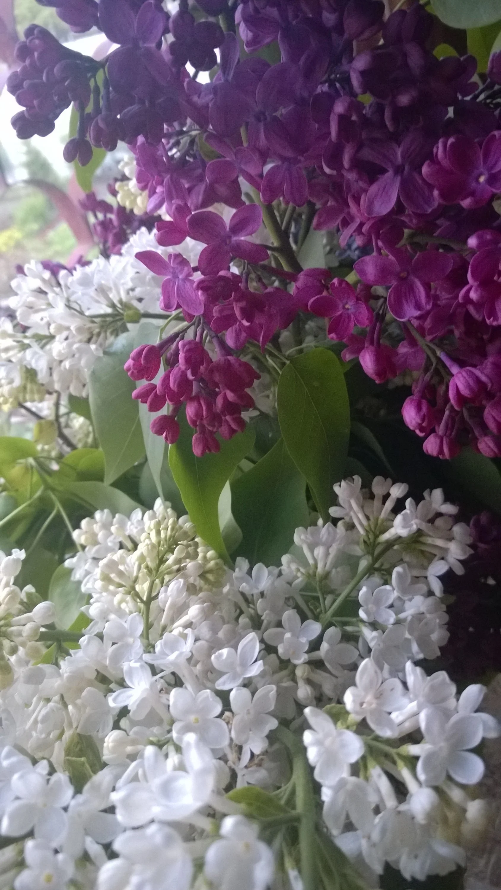 WP_20160509_001.webp
