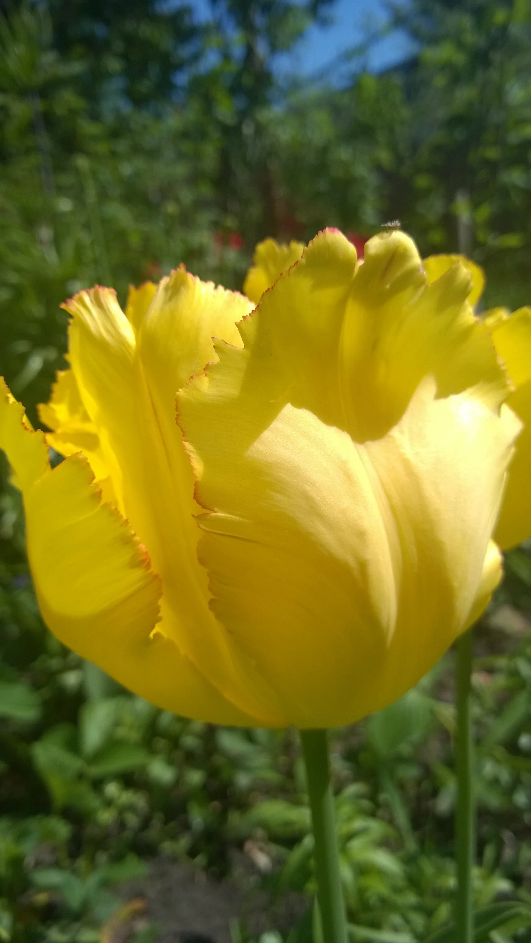 WP_20160509_024.webp