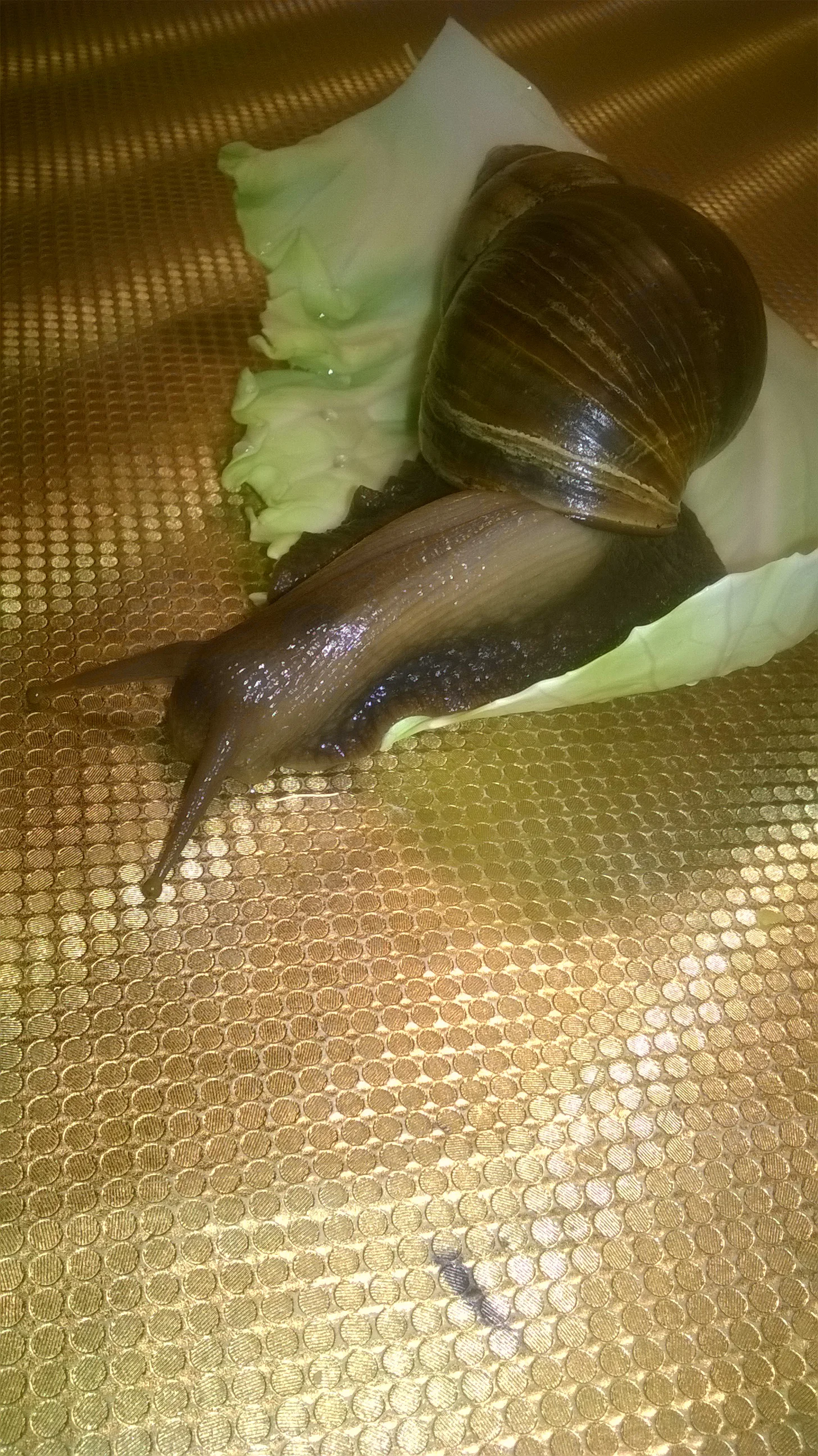 WP_20190327_21_20_38_Pro Shadimka.webp