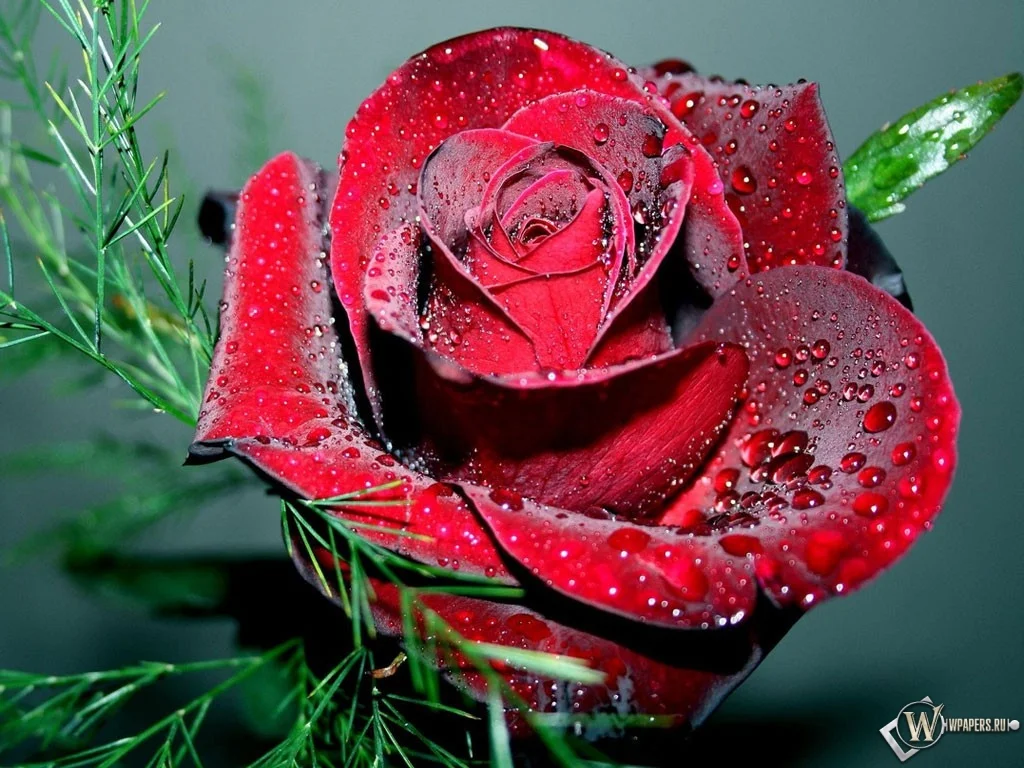 wpapers_ru_Красная-роза.webp