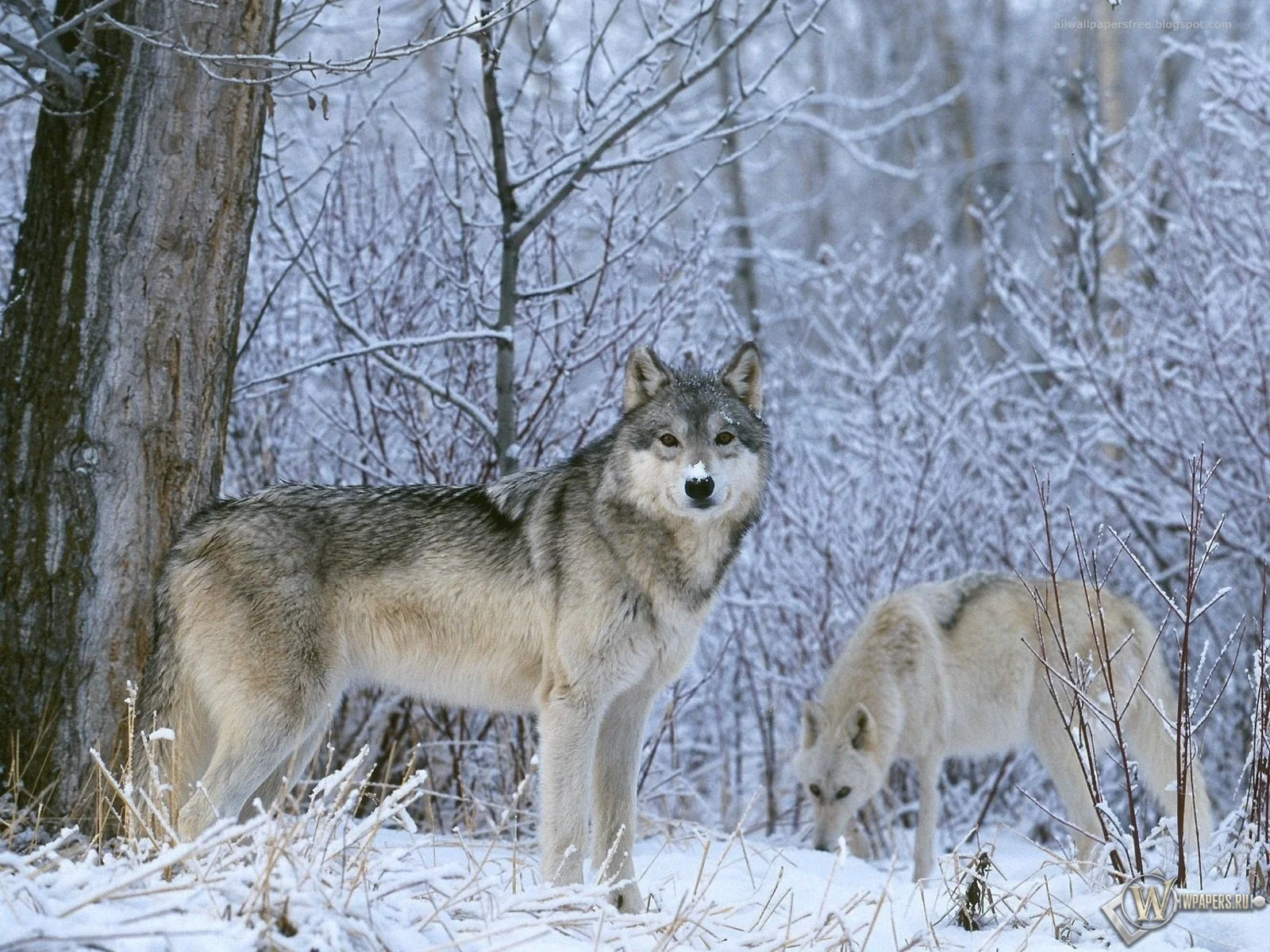 wpapers_ru_Волк-в-лесу.webp