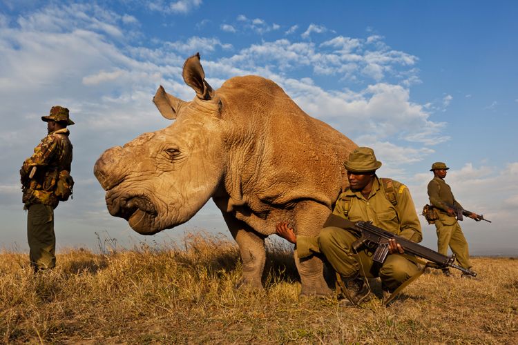 wpp11_Brent-Stirton (1).jpg