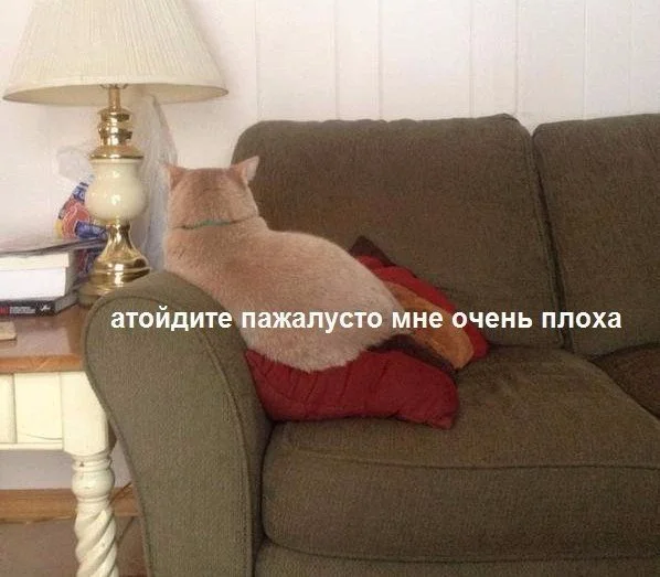 wSWeTomPVQk.webp