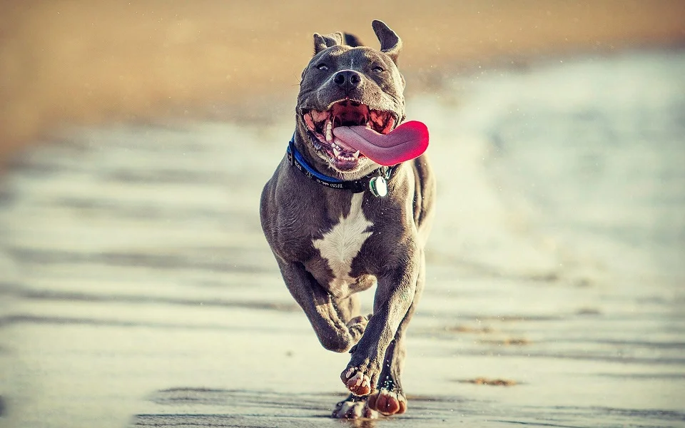 www.GetBg.net_Animals___Dogs_Joyful_pit_bull_runs_085842_.webp