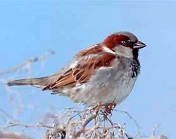 x_2eac28ae.webp