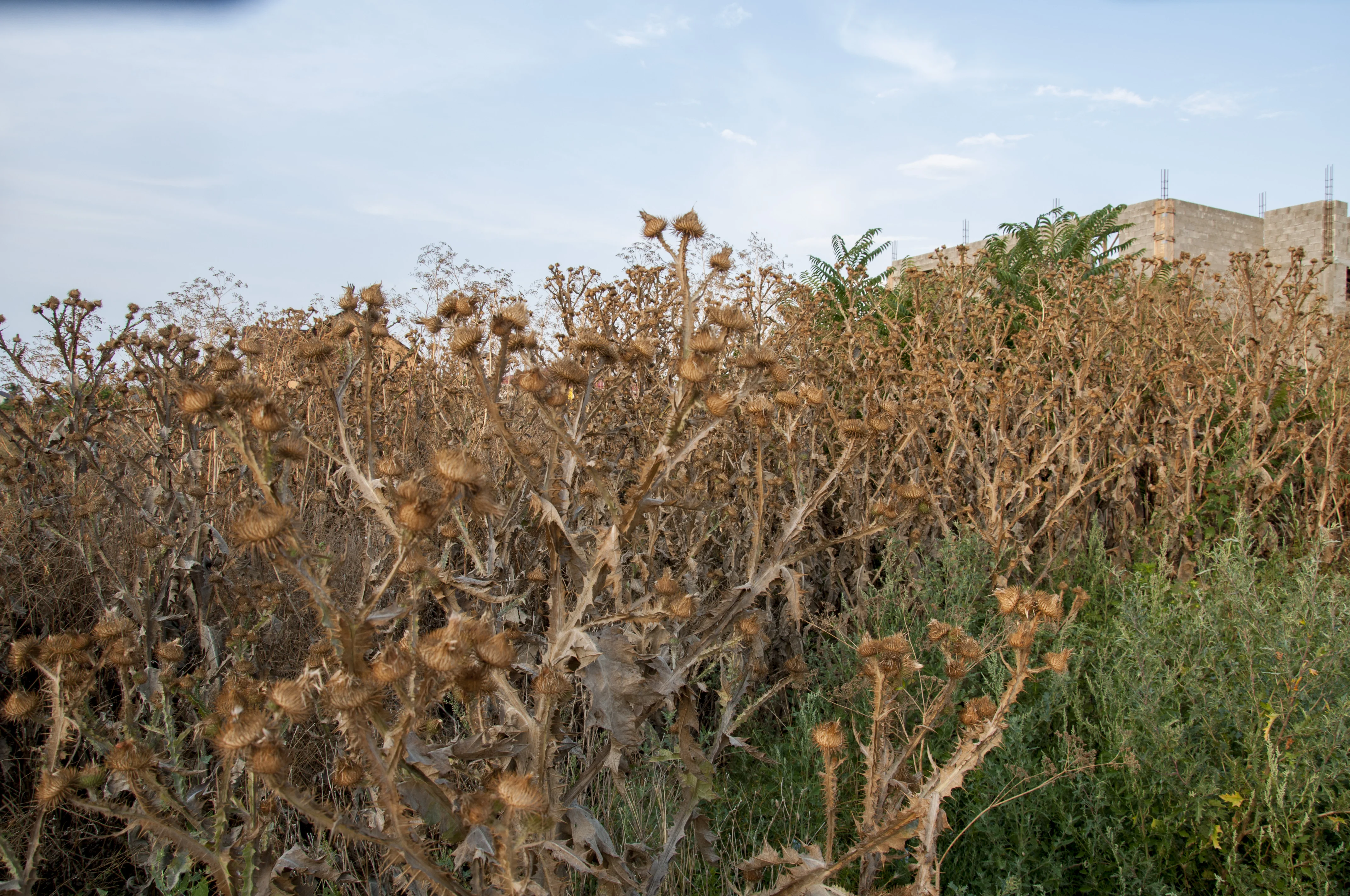 хадыженск 09.0798.webp