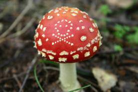 xbeware-poisonous-mushrooms.jpg.pagespeed.ic.640-ryPTx4.jpg