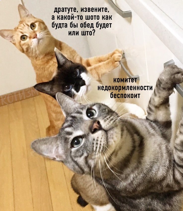 XnnY9lOitjs.jpg