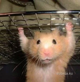 хомяк.webp