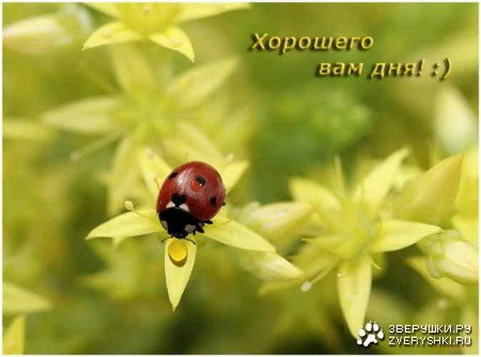 хор день.webp