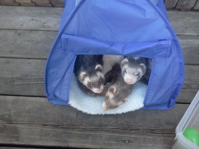 хорьки детки.webp