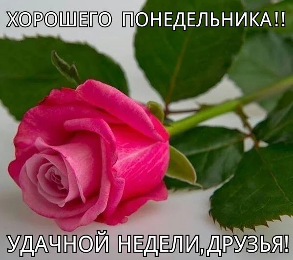 xoroshego-ponedelnika-udachnoj-nedeli-druzya.webp